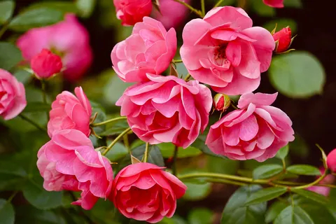 Rose Garden 4K Wallpaper · flowers · 3840×2560
