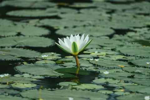 Water Lily 4K Wallpaper · flowers · 3840×2560