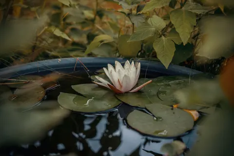Water Lily 4K Wallpaper · flowers · 3840×2560
