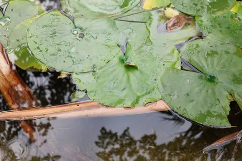 Water Lily 4K Wallpaper · flowers · 3840×2560