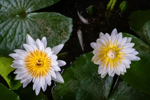 Water Lily 4K Wallpaper · flowers · 3840×2560