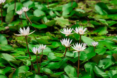 Water Lily 4K Wallpaper · flowers · 3840×2560