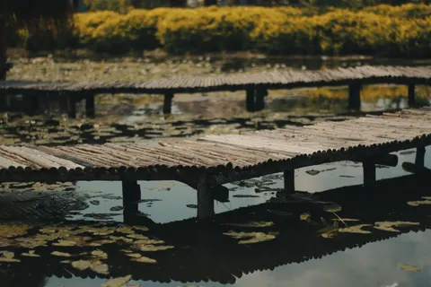 Water Lily 4K Wallpaper · flowers · 3840×2560