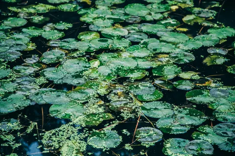 Water Lily 4K Wallpaper · flowers · 3840×2560