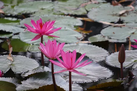 Water Lily 4K Wallpaper · flowers · 3840×2560