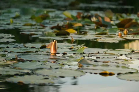 Water Lily 4K Wallpaper · flowers · 3840×2560