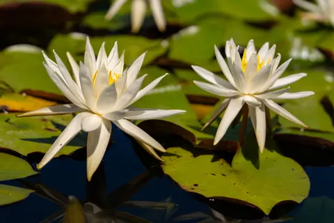 Обои Кувшинка 4K · flowers · 3840×2560