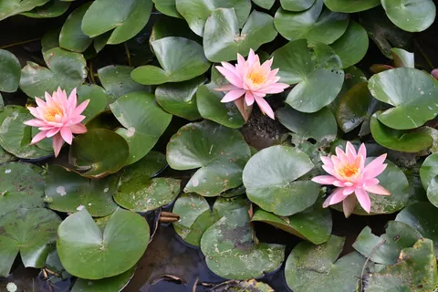 Water Lily 4K Wallpaper · flowers · 3840×2560