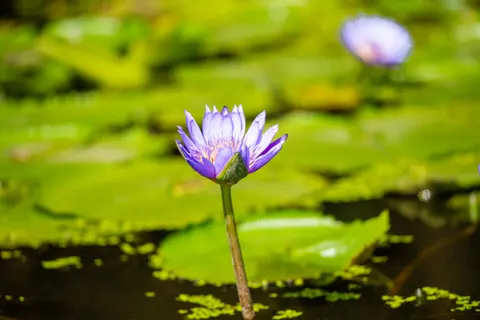Water Lily 4K Wallpaper · flowers · 3840×2563