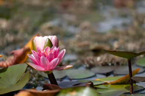 Water Lily 4K Wallpaper · flowers · 3840×2560