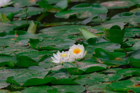 Water Lily 4K Wallpaper · flowers · 3840×2563