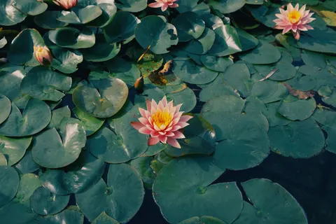 Water Lily 4K Wallpaper · flowers · 3840×2560