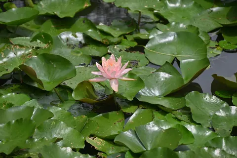 Water Lily 4K Wallpaper · flowers · 3840×2563