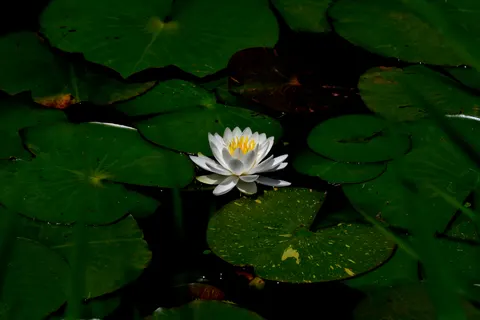 Water Lily 4K Wallpaper · flowers · 3840×2560