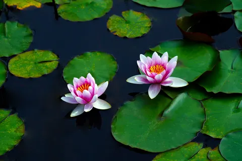 Water Lily 4K Wallpaper · flowers · 3840×2560
