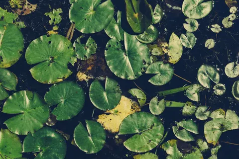 Water Lily 4K Wallpaper · flowers · 3840×2560