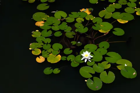 Water Lily 4K Wallpaper · flowers · 3840×2560