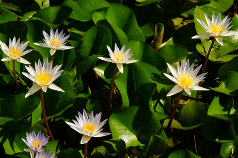Water Lily 4K Wallpaper · flowers · 3840×2560