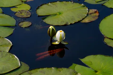 Water Lily 4K Wallpaper · flowers · 3840×2560