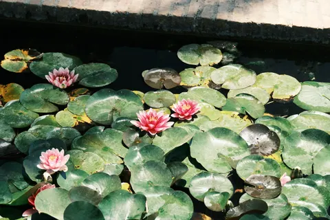 Water Lily 4K Wallpaper · flowers · 3840×2560