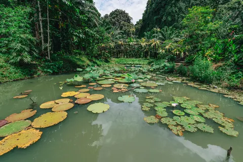 Water Lily 4K Wallpaper · flowers · 3840×2560
