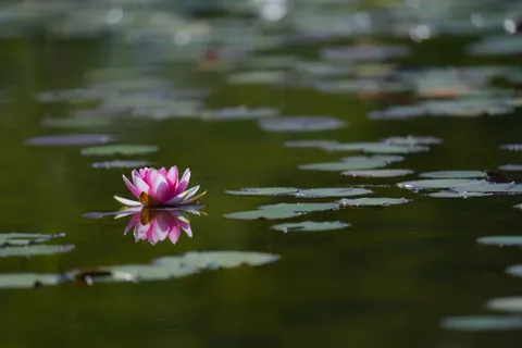 Water Lily 4K Wallpaper · flowers · 3840×2560