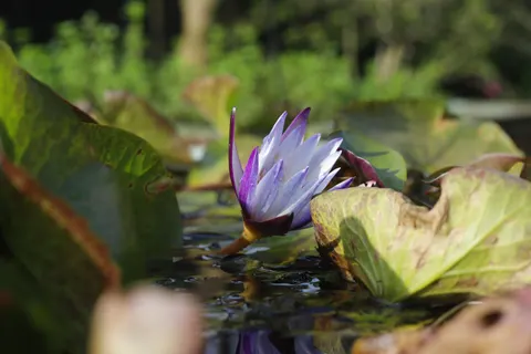 Water Lily 4K Wallpaper · flowers · 3840×2560