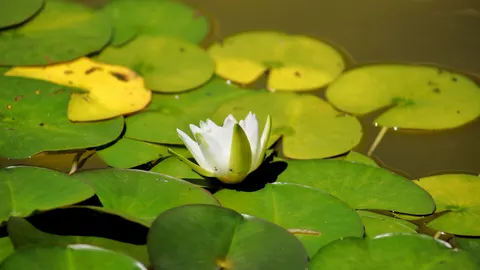 Water Lily 4K Wallpaper · flowers · 3840×2158