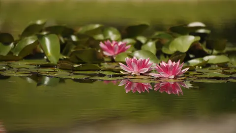 Water Lily 4K Wallpaper · flowers · 3840×2158