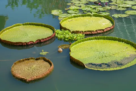 Water Lily 4K Wallpaper · flowers · 3840×2560