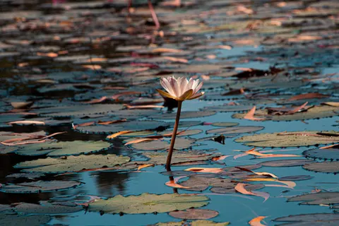 Water Lily 4K Wallpaper · flowers · 3840×2560