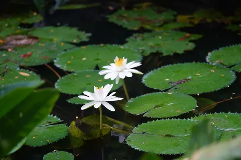 Water Lily 4K Wallpaper · flowers · 3840×2560