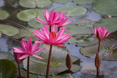 Water Lily 4K Wallpaper · flowers · 3840×2560