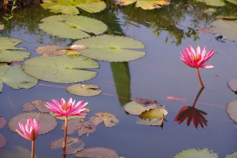 Water Lily 4K Wallpaper · flowers · 3840×2560