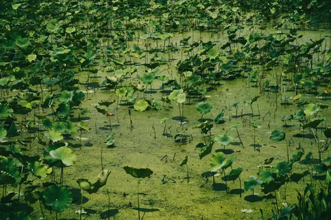 Water Lily 4K Wallpaper · flowers · 3840×2561