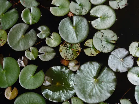 수련 4K 배경화면 · flowers · 3840×2880