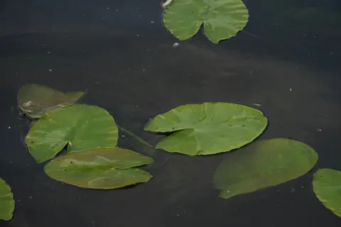 Water Lily 4K Wallpaper · flowers · 3840×2560