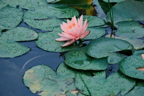 Water Lily 4K Wallpaper · flowers · 3840×2560