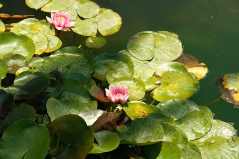 Water Lily 4K Wallpaper · flowers · 3840×2560