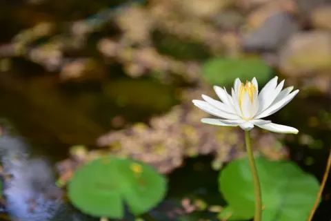 Water Lily 4K Wallpaper · flowers · 3840×2563