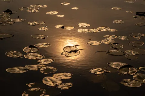 Water Lily 4K Wallpaper · flowers · 3840×2560