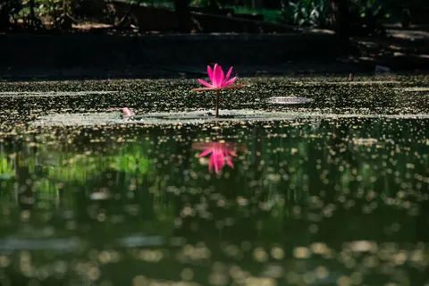 Water Lily 4K Wallpaper · flowers · 3840×2560