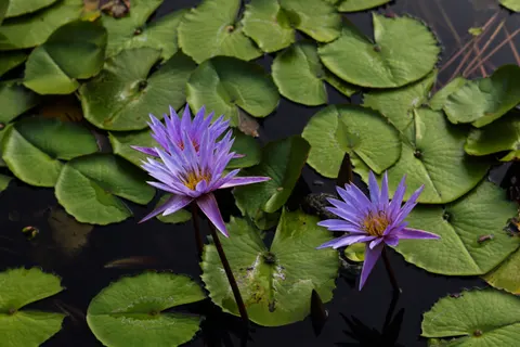 Water Lily 4K Wallpaper · flowers · 3840×2560