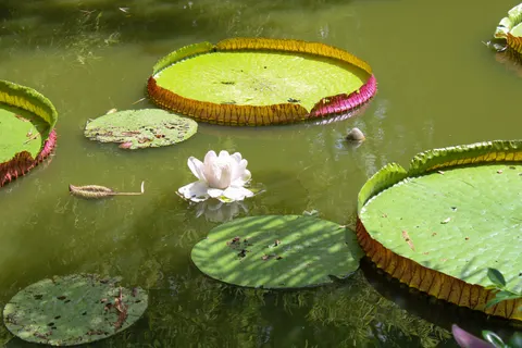 Water Lily 4K Wallpaper · flowers · 3840×2560