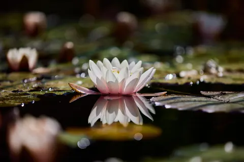 Water Lily 4K Wallpaper · flowers · 3840×2561