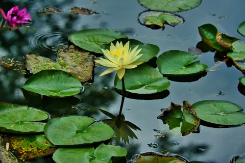 Water Lily 4K Wallpaper · flowers · 3840×2560