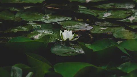 Water Lily 4K Wallpaper · flowers · 3840×2160