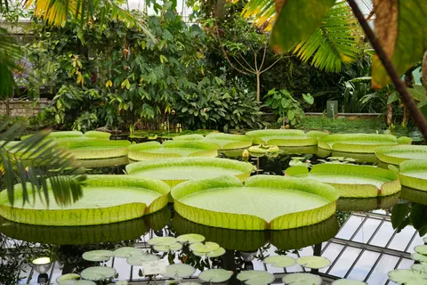 Water Lily 4K Wallpaper · flowers · 3840×2560