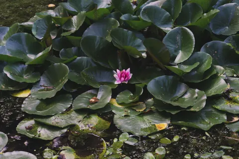 Water Lily 4K Wallpaper · flowers · 3840×2560