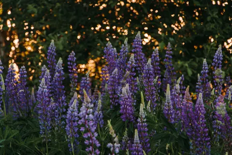 Wisteria 4K Wallpaper · flowers · 3840×2560